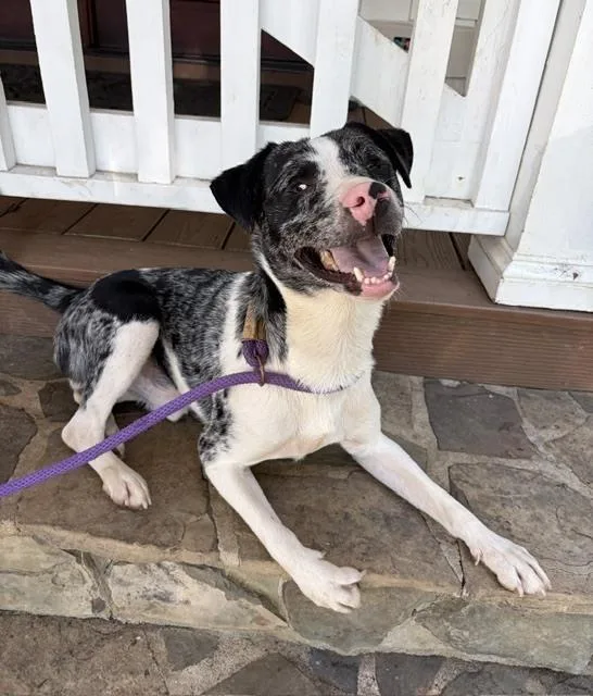 An adult medium-sized male Tricolor (Brown, Black, & White) Australian Shepherd dog named Doobie for adoption in Mocksville, NC
