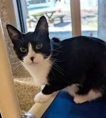 Pomodoro thumbnail 2