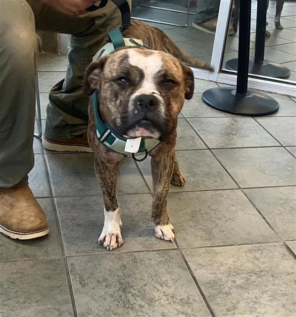 An adult medium-sized male American Bulldog dog named Scooby for adoption in San Antonio, TX