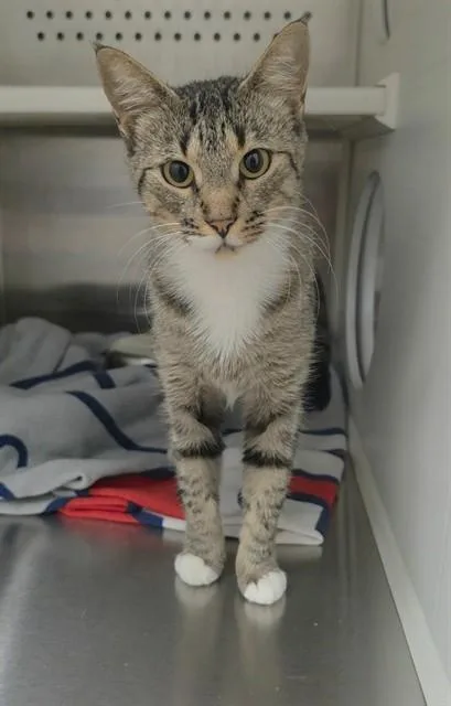 A young medium-sized female Domestic Short Hair cat named Pamela for adoption in Saint Peters, MO