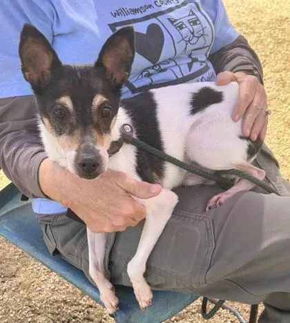 Snickers thumbnail 2