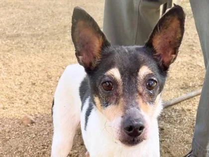A senior small-sized male Tricolor (Brown, Black, & White) Mixed Breed dog named Snickers for adoption in Georgetown, TX