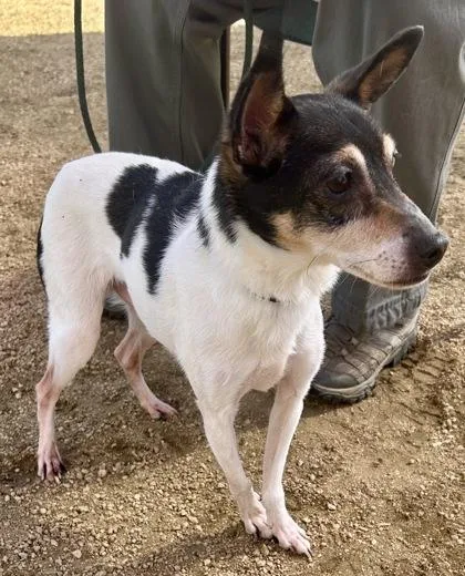 Snickers thumbnail 3