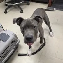 A young medium-sized male Gray / Blue / Silver Mixed Breed dog named Sir for adoption in Mentor, OH