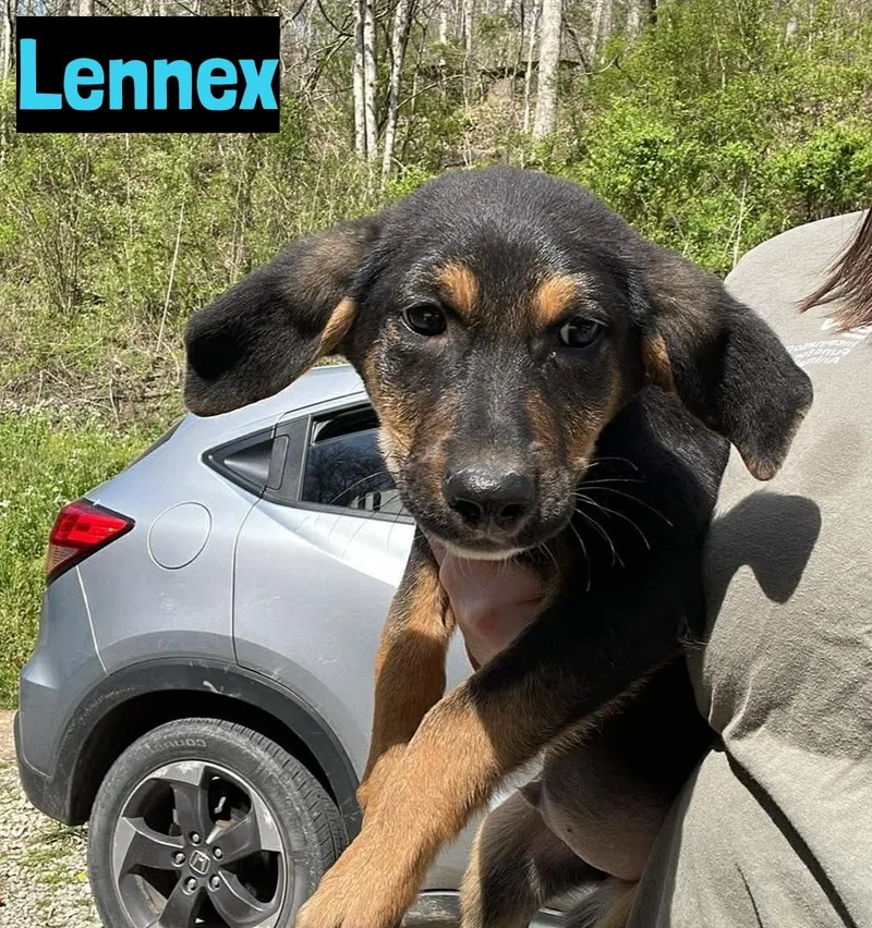 A baby medium-sized male Bicolor German Shepherd Dog dog named Lennex for adoption in Grand Rapids, MI