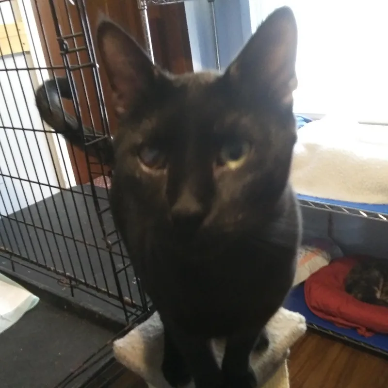 An adult large-sized male Black Domestic Short Hair cat named Knickerbocker for adoption in Port Wentworth, GA