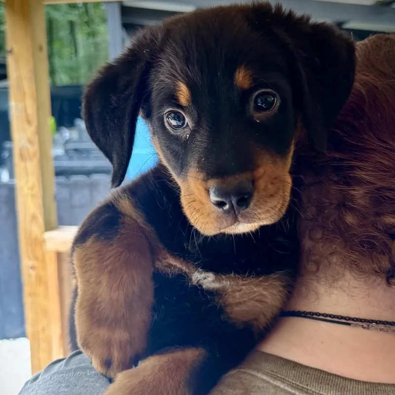 A baby large-sized female Black Beauceron dog named Dorinda for adoption in Decatur, GA