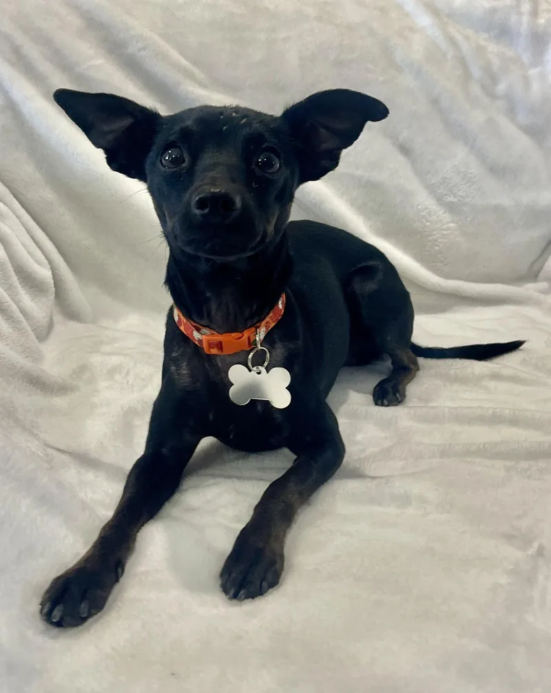 Chico