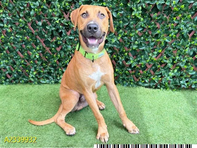 A young large-sized male Mixed Breed dog named Rafferty for adoption in West Palm Beach, FL