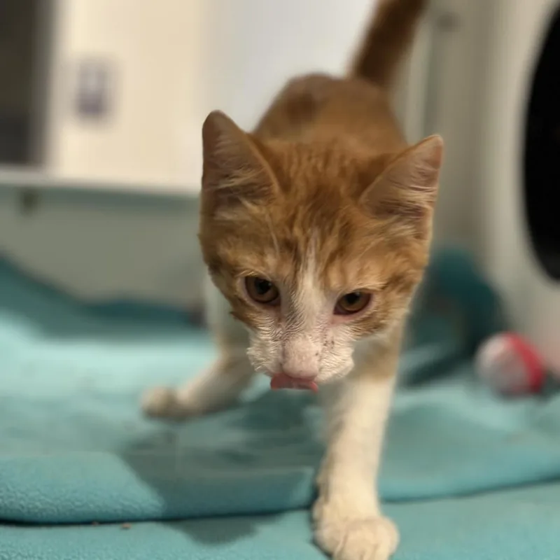 A baby small-sized male Orange / Red Domestic Short Hair cat named Gooseberry for adoption in Matteson, IL