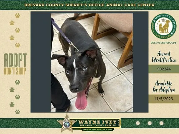 A senior medium-sized female Mixed Breed dog named Nala for adoption in Melbourne, FL