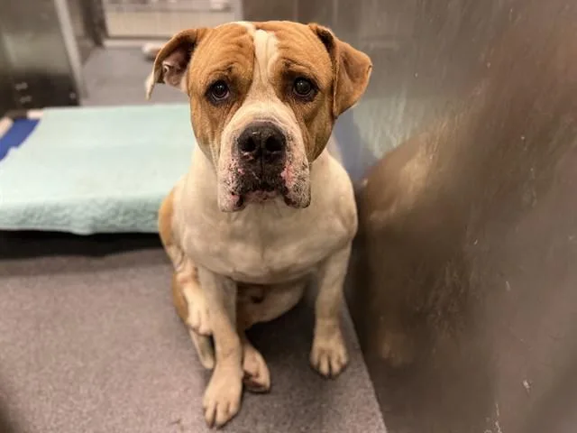 An adult large-sized male Mixed Breed dog named Junior for adoption in Dallas, TX