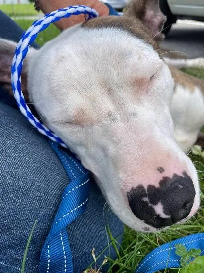 An adult medium-sized male Mixed Breed dog named Ace for adoption in South Bend, IN