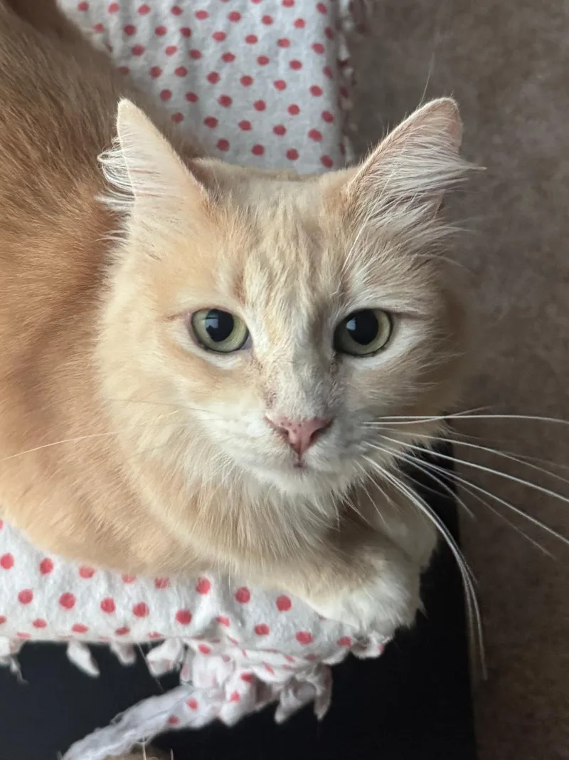 Goldilocks thumbnail 3