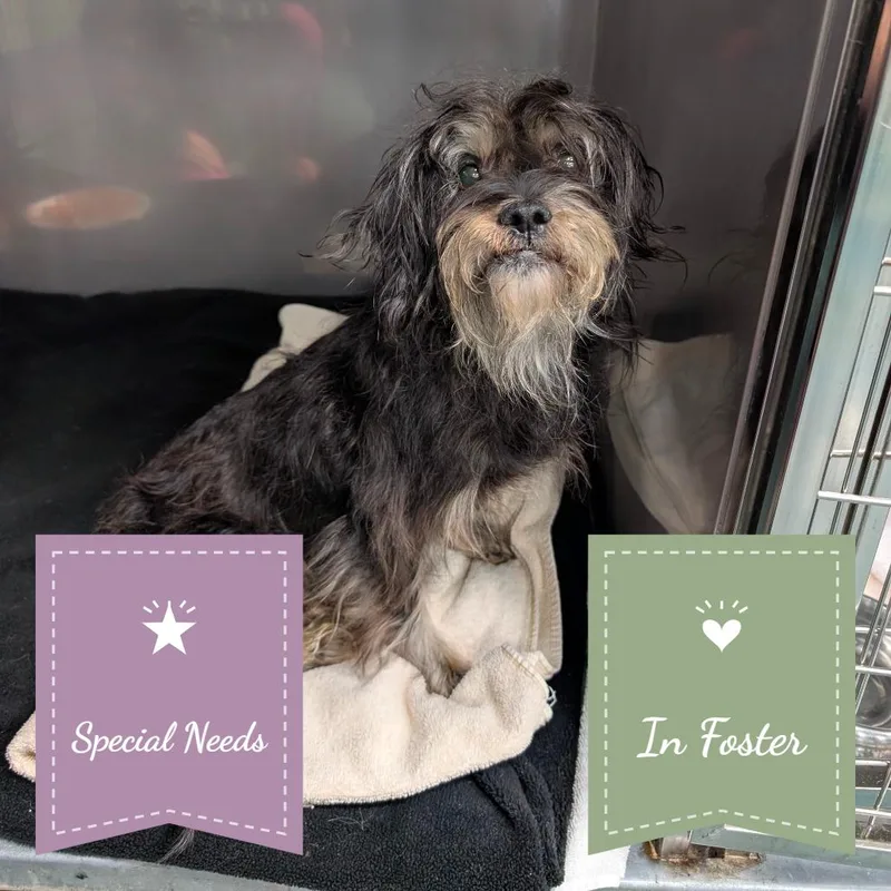 An adult small-sized female Black Maltese dog named Talley for adoption in Chico, CA