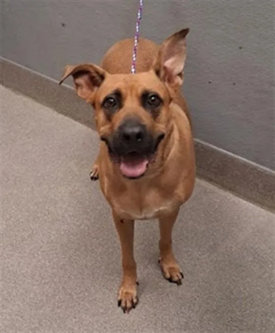 An adult large-sized female German Shepherd Dog dog named Lady for adoption in Las Vegas, NV