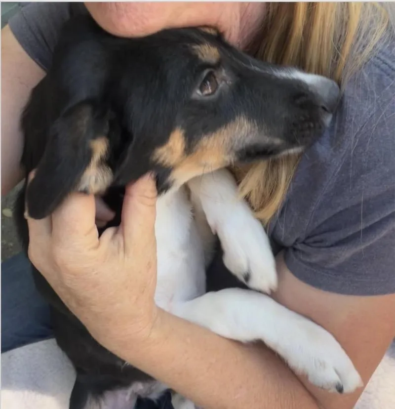 A baby medium-sized female Tricolor (Brown, Black, & White) Border Collie dog named Maria for adoption in Santa Rosa, CA