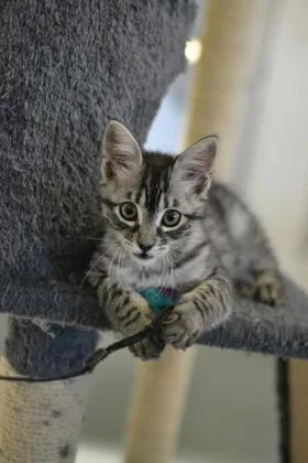 A baby small-sized female Domestic Short Hair cat named Hibachi for adoption in New Orleans, LA