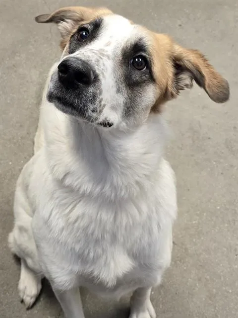 A young large-sized female Great Pyrenees dog named Luna for adoption in Tucson, AZ