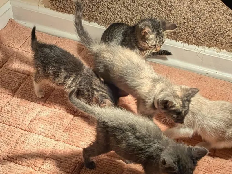 A baby small-sized female Dilute Tortoiseshell cat named Julii for adoption in Clarksville, TN