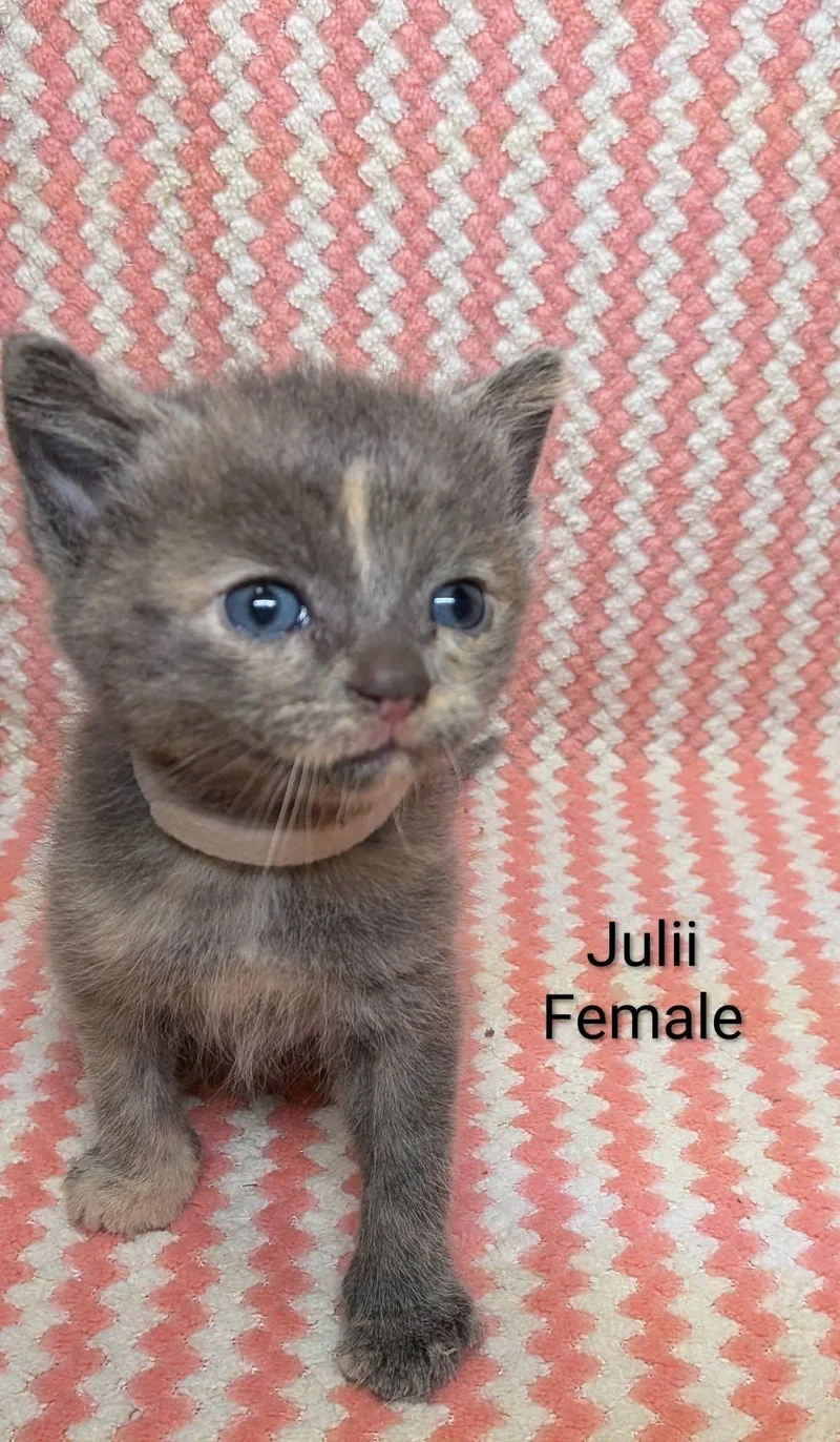 Julii thumbnail 2