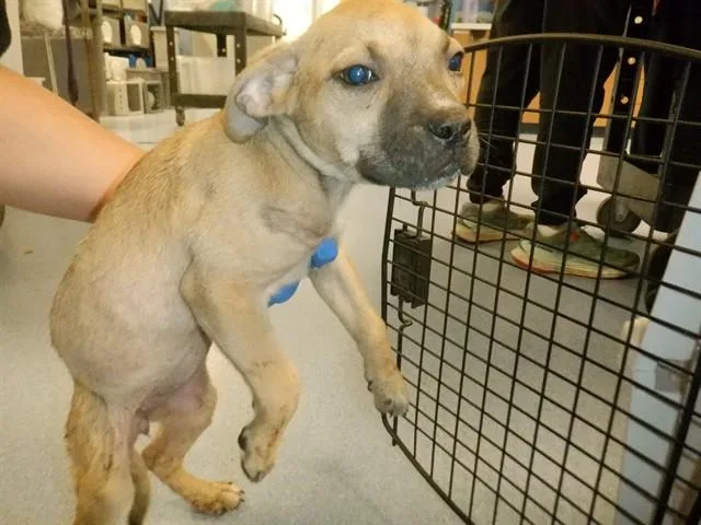 A baby small-sized female Pit Bull Terrier dog named A for adoption in San Jose, CA