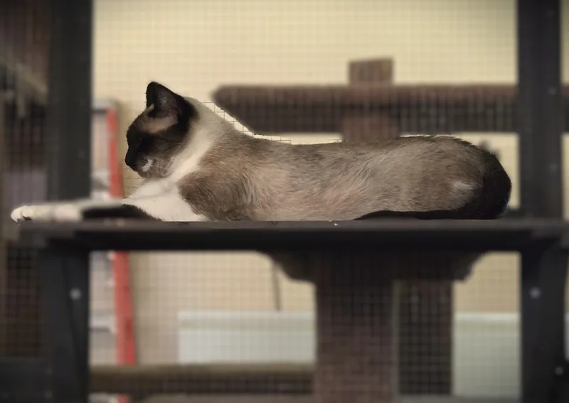 Soba