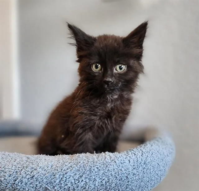 Fluffernutter