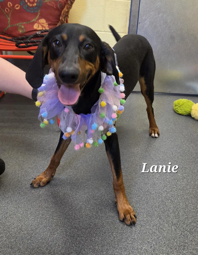 Lanie thumbnail 3