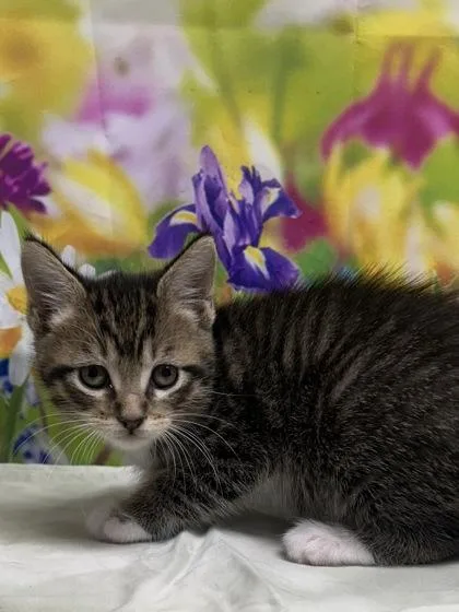 A young small-sized female Domestic Short Hair cat named Mustang for adoption in San Antonio, TX