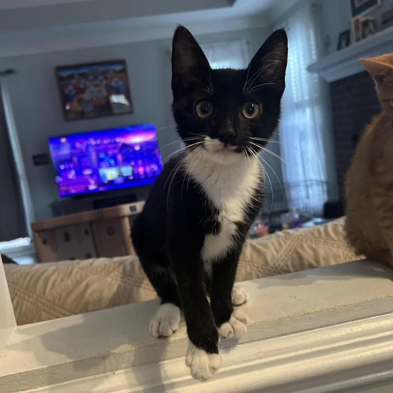 A baby medium-sized male Tuxedo cat named Franklin for adoption in Columbia, SC