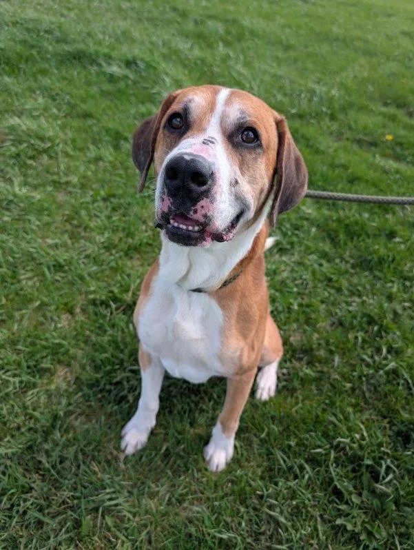 An adult large-sized male Boxer dog named Jupiter for adoption in Defiance, OH