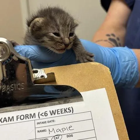 A baby small-sized female Brown / Chocolate Domestic Short Hair cat named Maple for adoption in Tempe, AZ