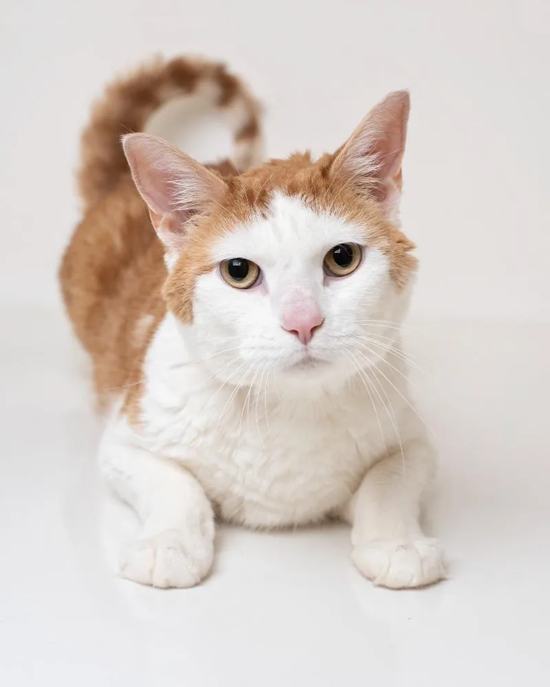 An adult large-sized male Domestic Short Hair cat named Phoenix for adoption in Boone, IA