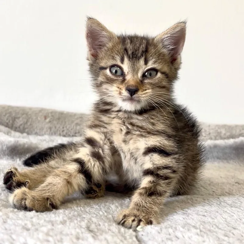 A baby small-sized male Gray / Blue / Silver Domestic Short Hair cat named Tofu for adoption in Medford, NJ