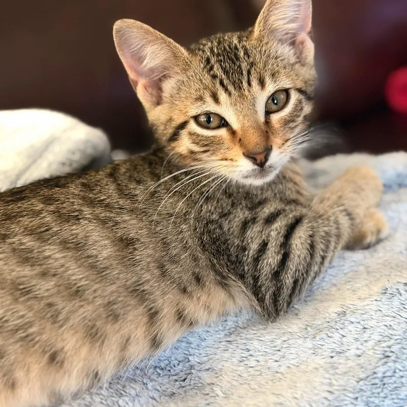 A baby small-sized male Domestic Short Hair cat named Line for adoption in Magnolia, TX