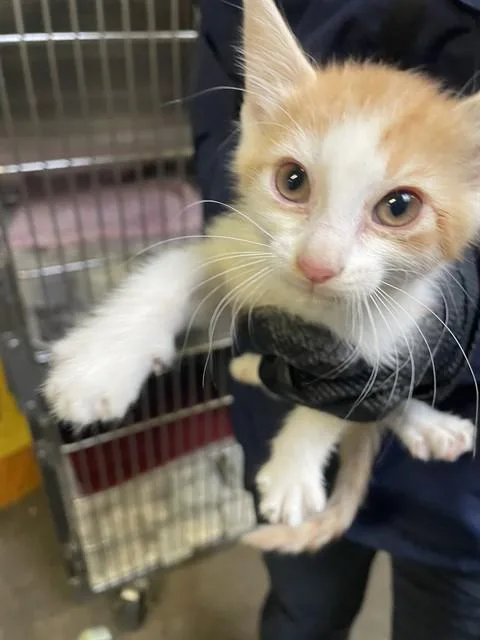 Oscar