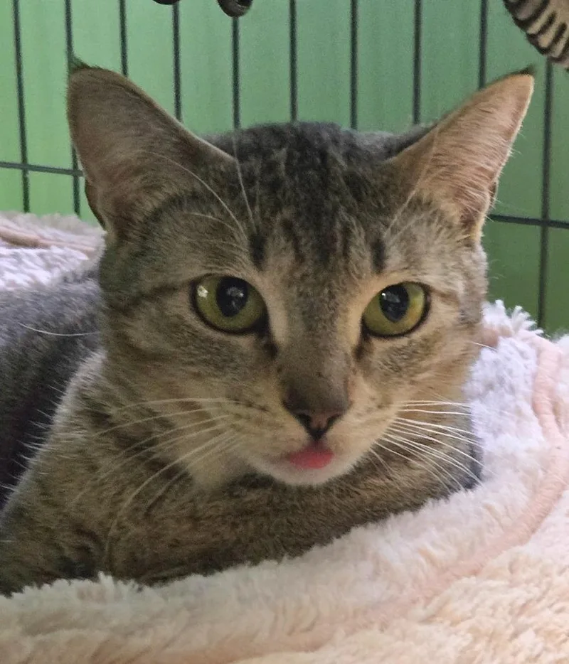A young medium-sized female Domestic Short Hair cat named Mama Socks for adoption in Shelton, WA
