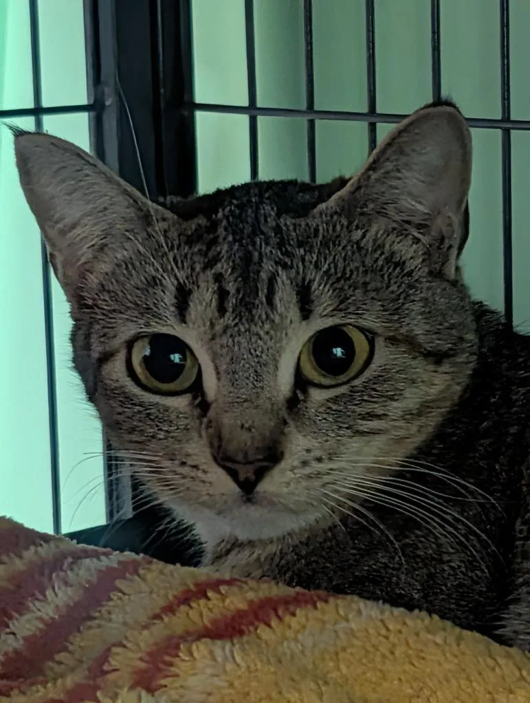 Mama Socks thumbnail 2