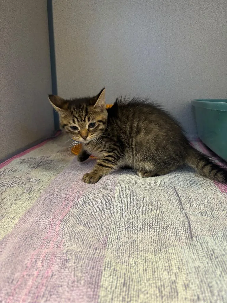 A baby small-sized female Domestic Short Hair cat named Sally for adoption in Liverpool, NY