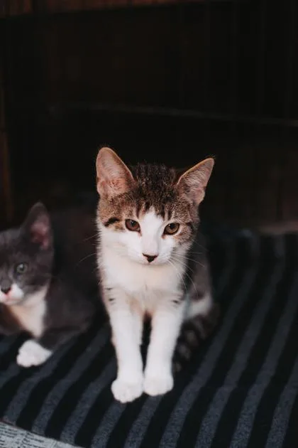 A baby small-sized female Domestic Short Hair cat named a Reba McEntire for adoption in North Charleston, SC