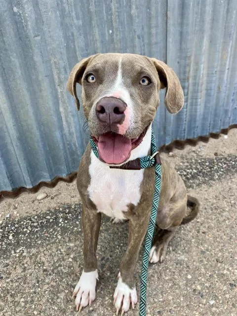 A young small-sized male Pit Bull Terrier dog named Astro for adoption in Albuquerque, NM