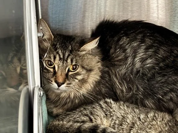 A young medium-sized male Domestic Medium Hair cat named Wilson for adoption in Ridgewood, NY