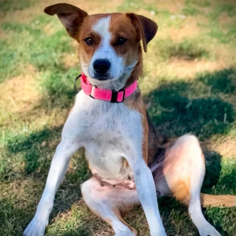 An adult medium-sized female Red / Chestnut / Orange Mixed Breed dog named Annie for adoption in Centralia, WA