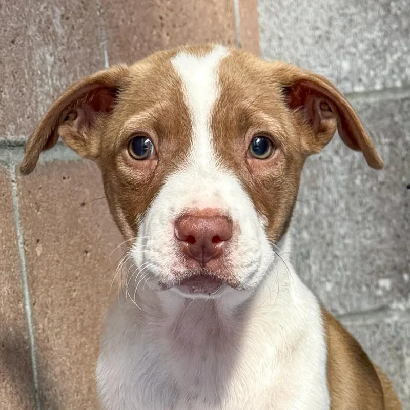 A baby small-sized female Brown / Chocolate English Bulldog dog named Diamond for adoption in Santa Barbara, CA