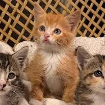 A baby small-sized male Orange / Red Domestic Short Hair cat named Michelangelo for adoption in South Elgin, IL