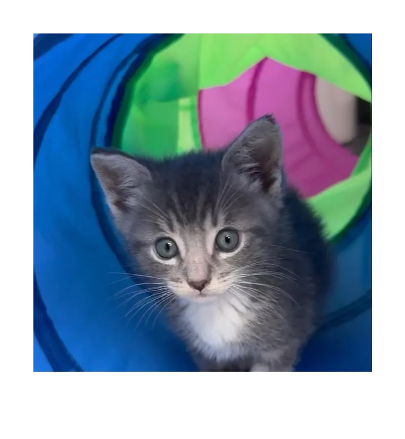 A baby small-sized male Gray / Blue / Silver Domestic Short Hair cat named Solo for adoption in San Pedro, CA