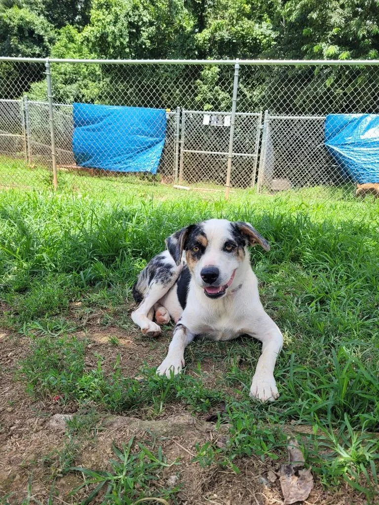A young large-sized female Australian Cattle Dog / Blue Heeler dog named Lola for adoption in Lawrenceburg, TN