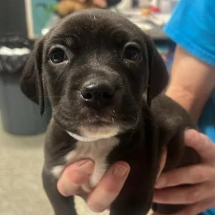 Trapbender thumbnail 2