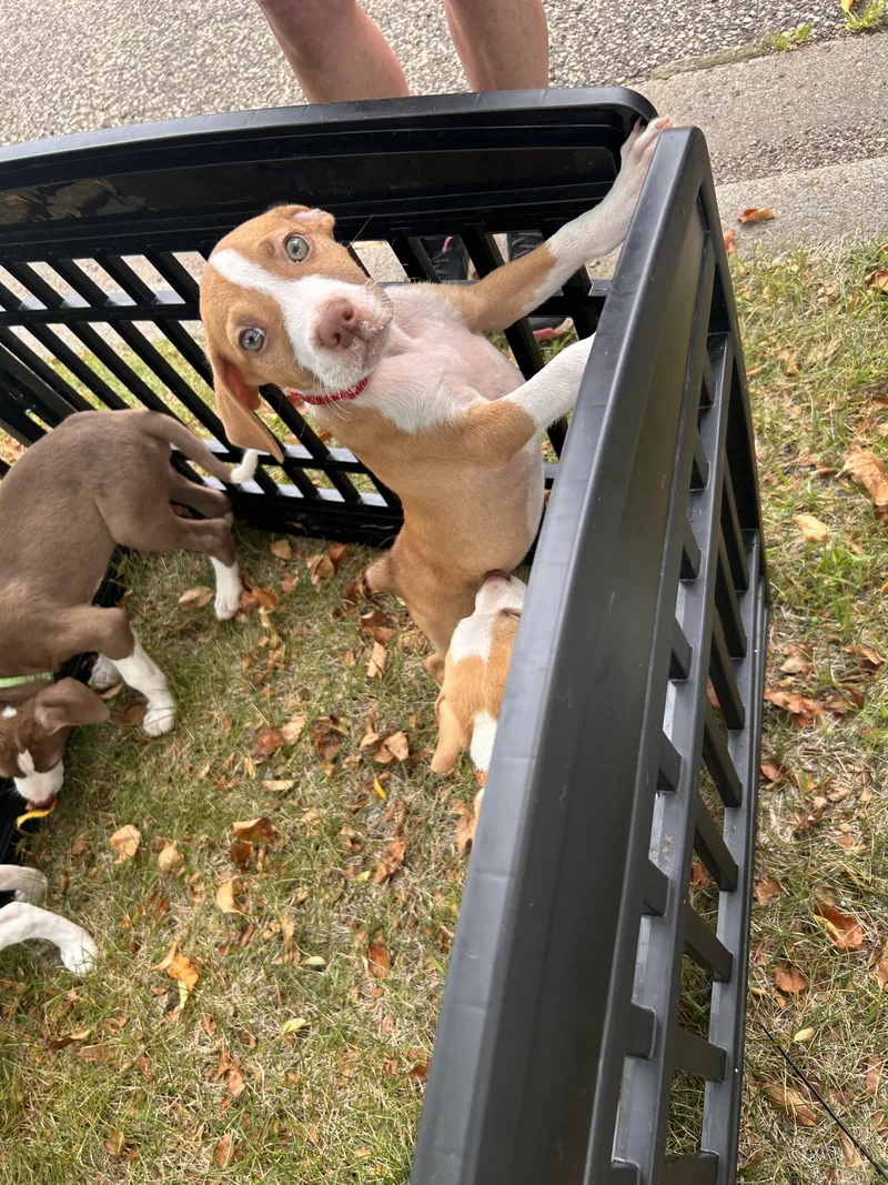 A baby small-sized male Pit Bull Terrier dog named Buzz for adoption in Minneapolis, MN